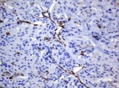 Immunohistochemistry: STING/TMEM173 Antibody (OTI4H1) - Azide and BSA Free [NBP2-74402]