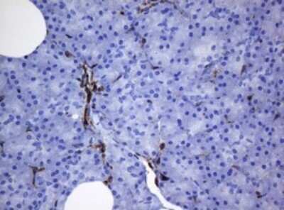 Immunohistochemistry: STING/TMEM173 Antibody (OTI4H1) - Azide and BSA Free [NBP2-74402]