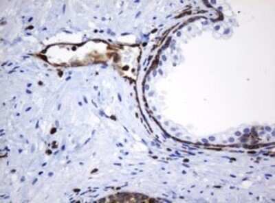 Immunohistochemistry: STING/TMEM173 Antibody (OTI4H1) - Azide and BSA Free [NBP2-74402]