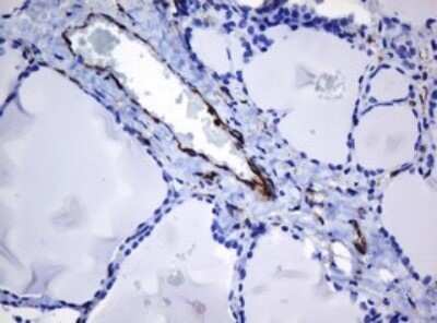 Immunohistochemistry: STING/TMEM173 Antibody (OTI4H1) - Azide and BSA Free [NBP2-74402]
