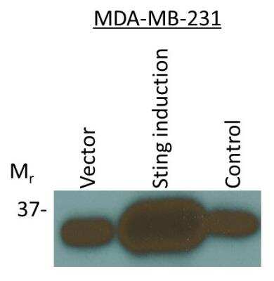 Western Blot: STING/TMEM173 AntibodyBSA Free [NBP2-24683]