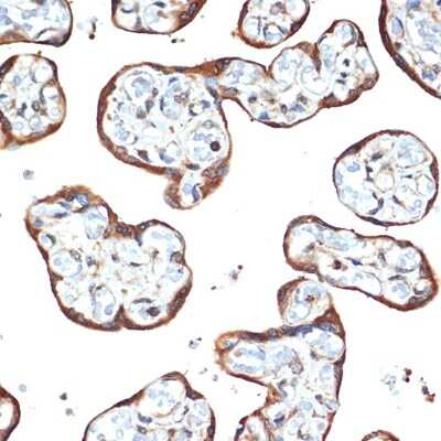 Immunohistochemistry-Paraffin: STK39 Antibody (0D9L5) [NBP3-16104]