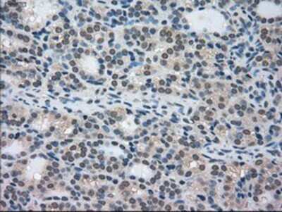 Immunohistochemistry-Paraffin: STK39 Antibody (OTI4E3) [NBP1-48021]