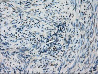 Immunohistochemistry-Paraffin: STK39 Antibody (OTI4E3) [NBP1-48021]