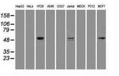 Western Blot: STK39 Antibody (OTI4E3)Azide and BSA Free [NBP2-74406]