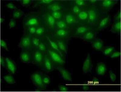 Immunocytochemistry/ Immunofluorescence: STK4 Antibody (4F4) [H00006789-M02]