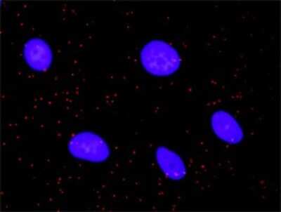 Proximity Ligation Assay: STK4 Antibody (4F4) [H00006789-M02]