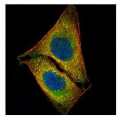 Immunocytochemistry/ Immunofluorescence: STK4 Antibody [NBP1-31233]
