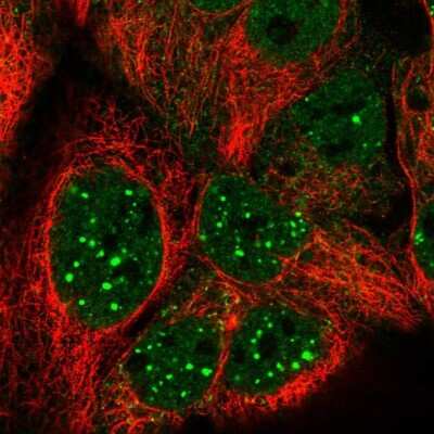 Immunocytochemistry/ Immunofluorescence: STK4 Antibody [NBP1-82865]
