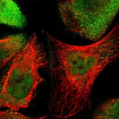 Immunocytochemistry/ Immunofluorescence: STK40 Antibody [NBP1-82678]
