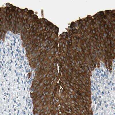 Immunohistochemistry-Paraffin: STK40 Antibody [NBP1-82678]