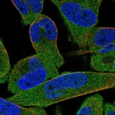Immunocytochemistry/ Immunofluorescence: STRIP1 Antibody [NBP2-56570]