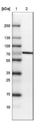 Western Blot: STRIP1 Antibody [NBP2-32528]