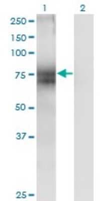 Western Blot: STT3A Antibody (4D4) [H00003703-M02]