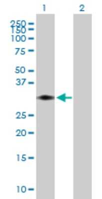 Western Blot: STX11 Antibody [H00008676-B01P]