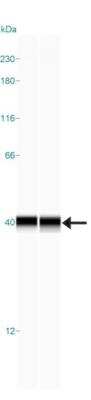 Simple Western: STX17 Antibody [NBP1-93968]