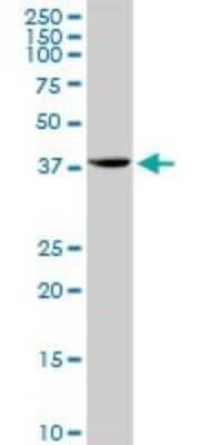 Western Blot: STX18 Antibody [H00053407-D01P]
