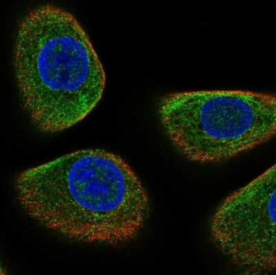 Immunocytochemistry/ Immunofluorescence: STX19 Antibody [NBP1-81172]