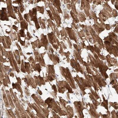 Immunohistochemistry-Paraffin: STX19 Antibody [NBP1-81172]