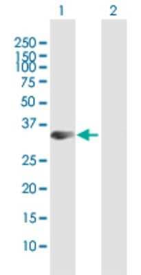 Western Blot: STX19 Antibody [H00415117-B01P]