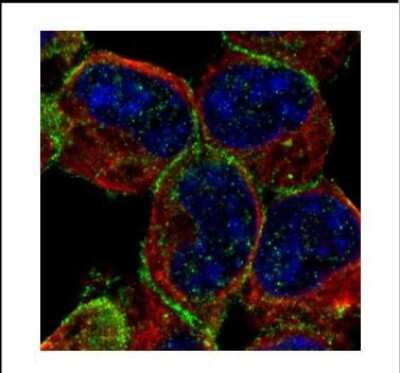 Immunocytochemistry/ Immunofluorescence: Syntaxin-BP1 Antibody [NBP2-20526]