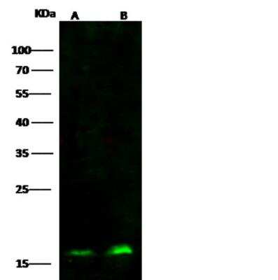 Western Blot: SUB1 Antibody (04) [NBP3-06541]