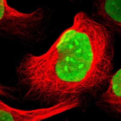 Immunocytochemistry/ Immunofluorescence: SUB1 Antibody [NBP1-82454]