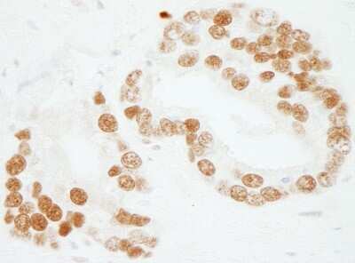 Immunohistochemistry-Paraffin: SUB1 Antibody [NB100-59774]