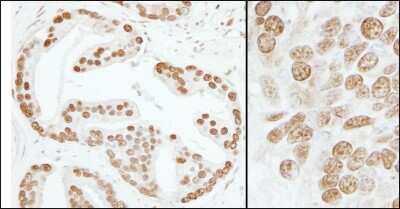Immunohistochemistry-Paraffin: SUB1 Antibody [NB100-59775]