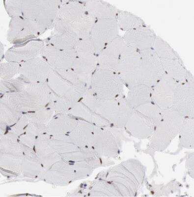 Immunohistochemistry-Paraffin: SUB1 Antibody [NBP1-82454]