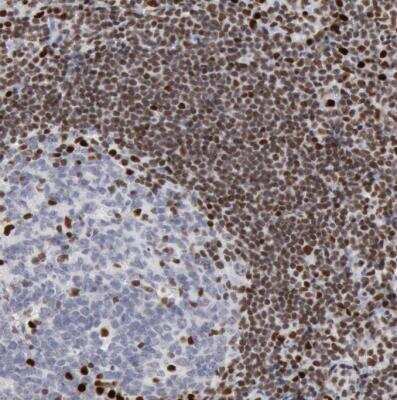 Immunohistochemistry-Paraffin: SUB1 Antibody [NBP1-82454]