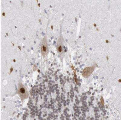 Immunohistochemistry-Paraffin: SUB1 Antibody [NBP1-82454]