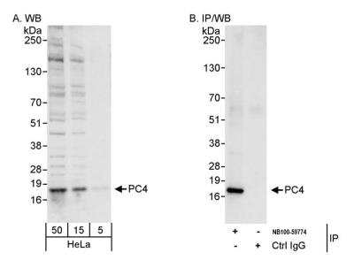 Immunoprecipitation: SUB1 Antibody [NB100-59775]
