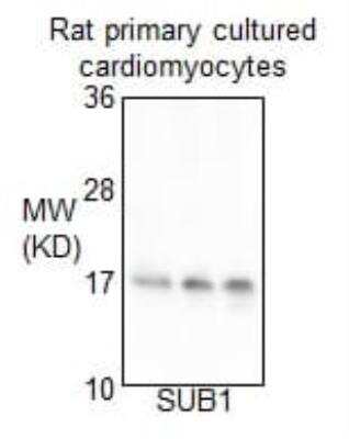 Western Blot: SUB1 Antibody [NB100-59775]