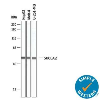 Simple Western: SUCLA2 Antibody [NBP2-55488]