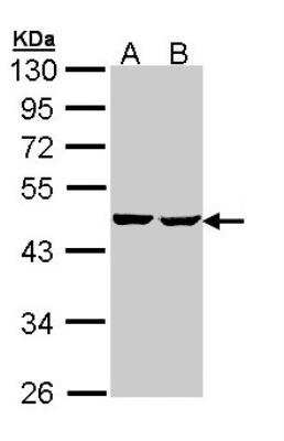 Western Blot: SUCLA2 Antibody [NBP1-33015]