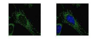 Immunocytochemistry/ Immunofluorescence: SUCLG1 Antibody [NBP1-32728]