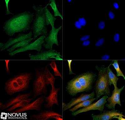 Immunocytochemistry/ Immunofluorescence: SUCNR1/GPR91 Antibody - BSA Free [NBP1-00861]