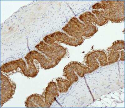 Immunohistochemistry-Paraffin: SUCNR1/GPR91 Antibody - BSA Free [NBP1-00861]