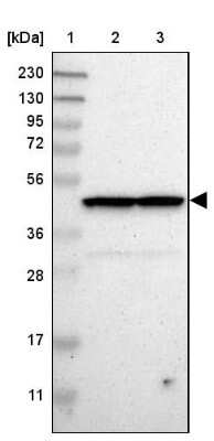 Western Blot: SUG1 Antibody [NBP1-87372]