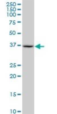 Western Blot: SUGT1 Antibody (1A10) [H00010910-M04]