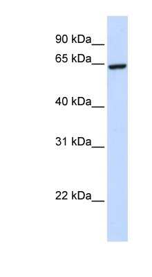 Western Blot: SUHW2 Antibody [NBP1-80390]