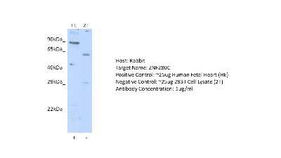 Western Blot: SUHW3 Antibody [NBP2-88379]