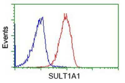 Flow Cytometry: Cytosolic Sulfotransferase 1A1/SULT1A1 Antibody (OTI9B7) [NBP2-03227]