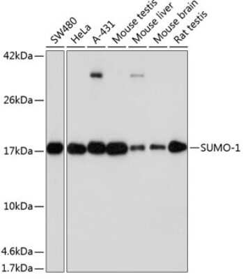 Western Blot: SUMO1 Antibody (6F8B6) [NBP3-15676]