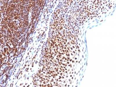 Immunohistochemistry-Paraffin: SUMO1 Antibody (SUMO1/1188) [NBP2-44460]