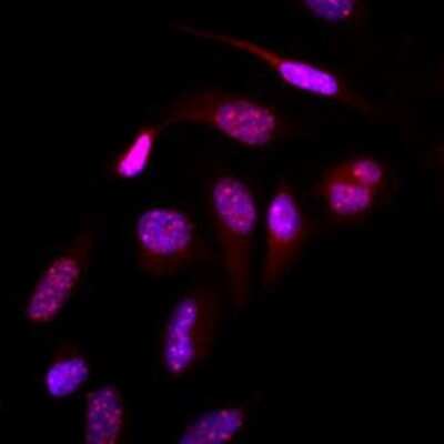Immunocytochemistry/ Immunofluorescence: SUMO2/3 Antibody (10F1) - BSA Free [NBP2-22546]