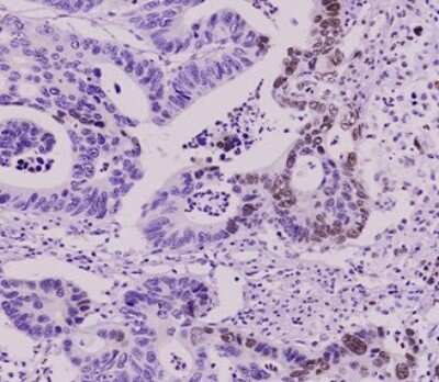 Immunohistochemistry-Paraffin: SUMO2/3 Antibody (10F1) - BSA Free [NBP2-22546]