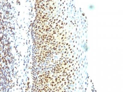 Immunohistochemistry-Paraffin: SUMO2 Antibody (SUMO2/1199) [NBP2-44477]