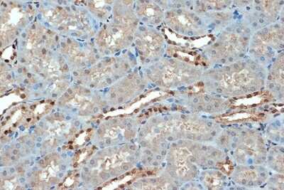 Immunohistochemistry-Paraffin: SUMO4 Antibody (7X3V7) [NBP3-16732]